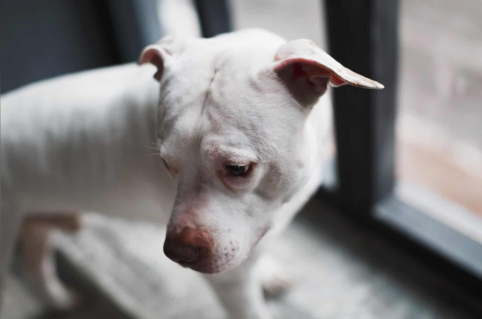 sad white pitbull