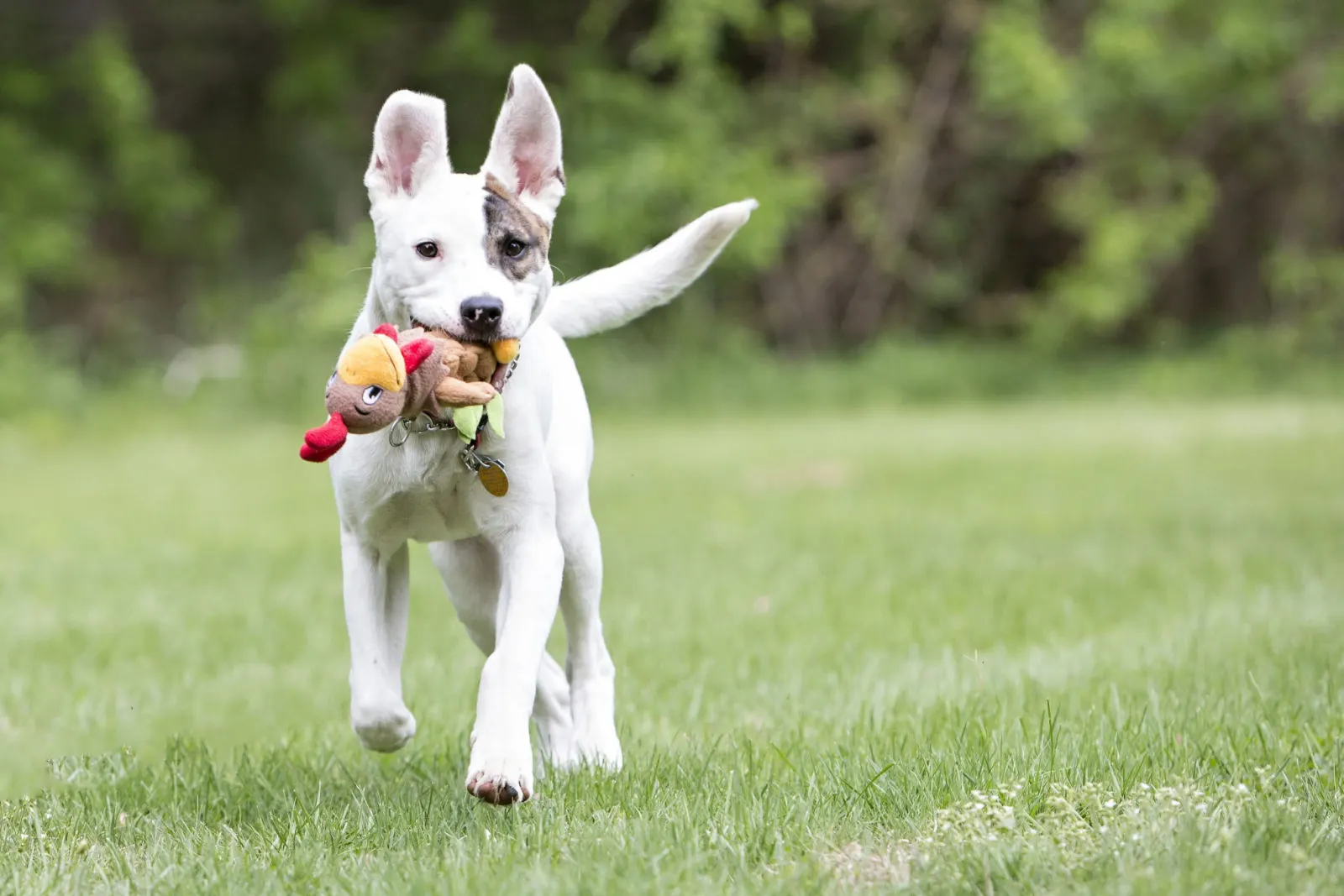 Pitbull dog playing with a toy running outside