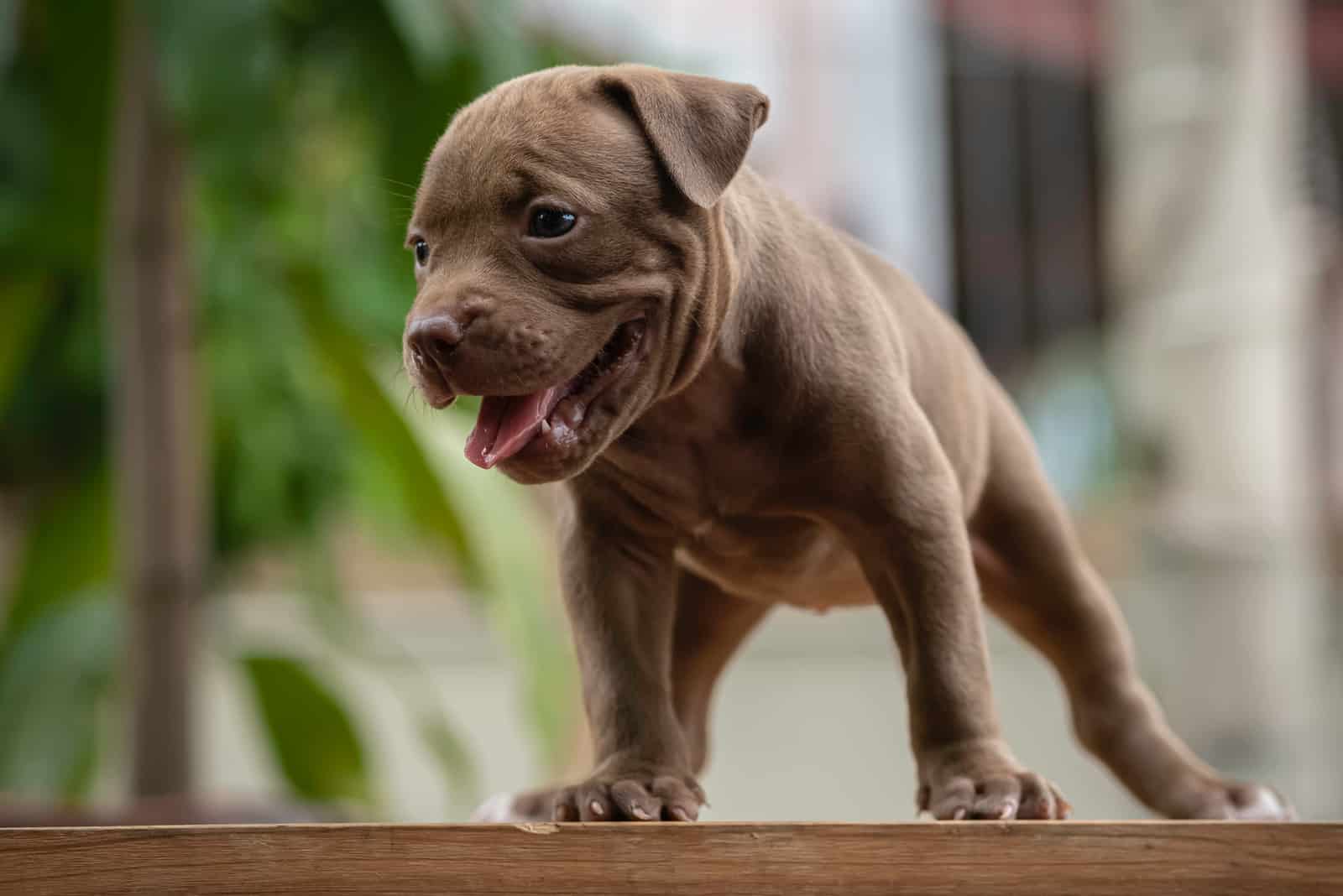 Pitbull standing on table