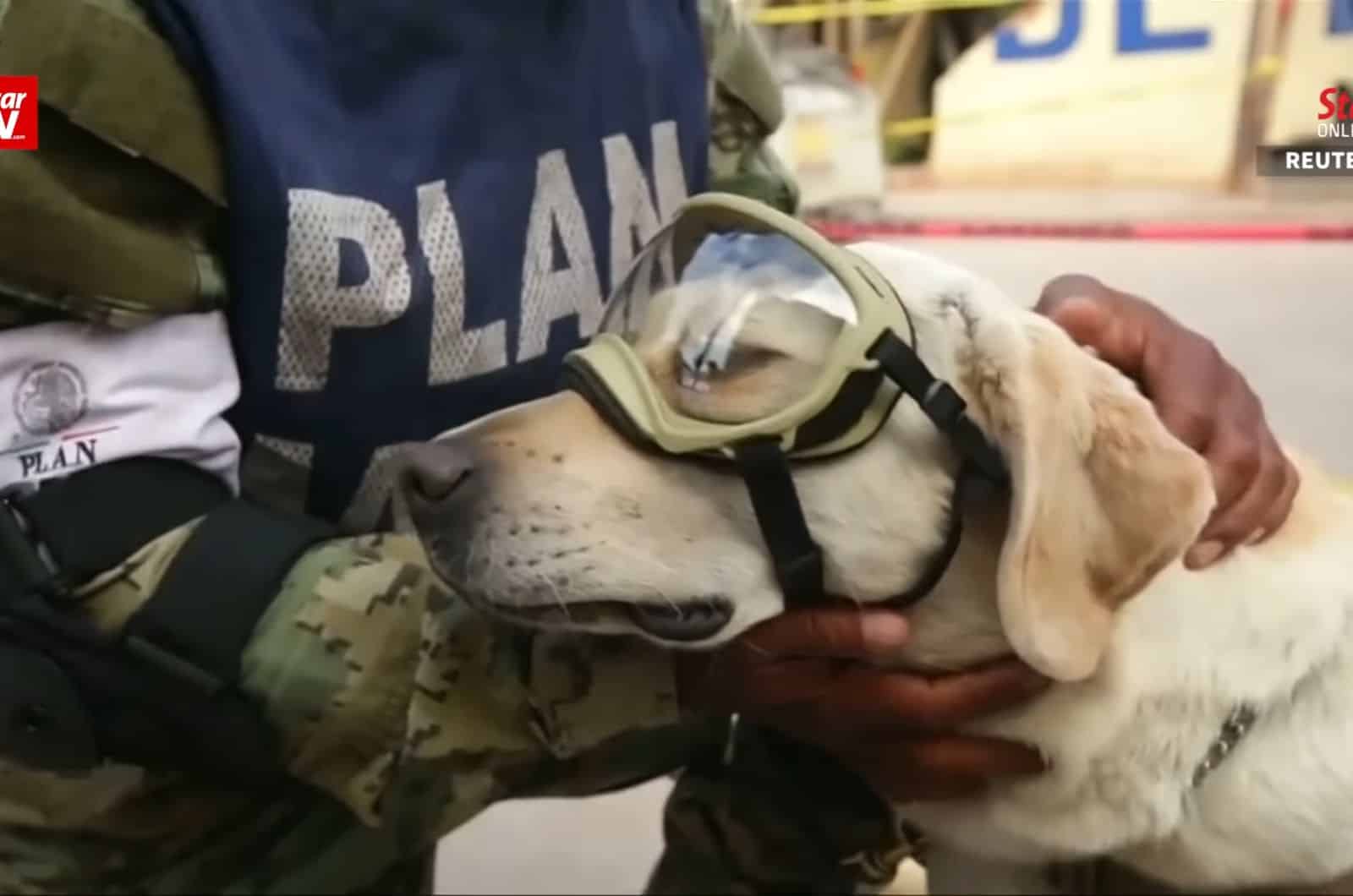 Policeman petting frida the lab