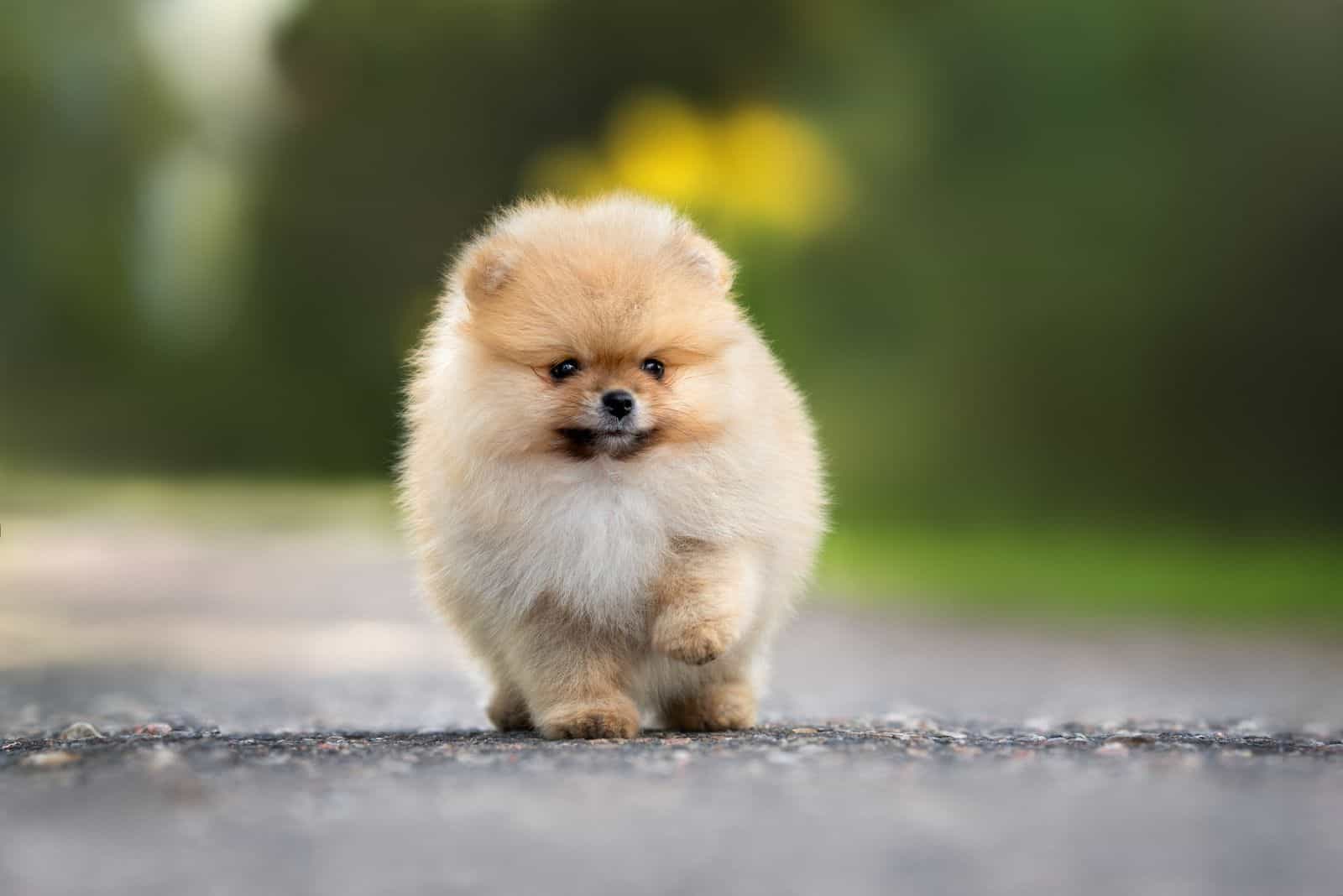 Pomeranian seta on the street