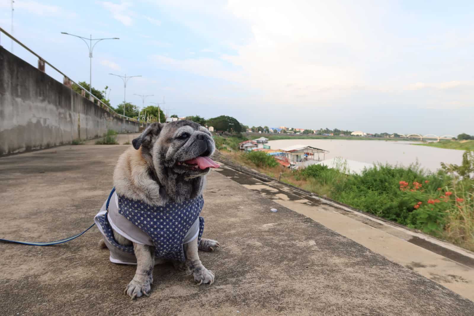 Portrait Cute Pug Old Dog Smiling Happy Seeing Teeth