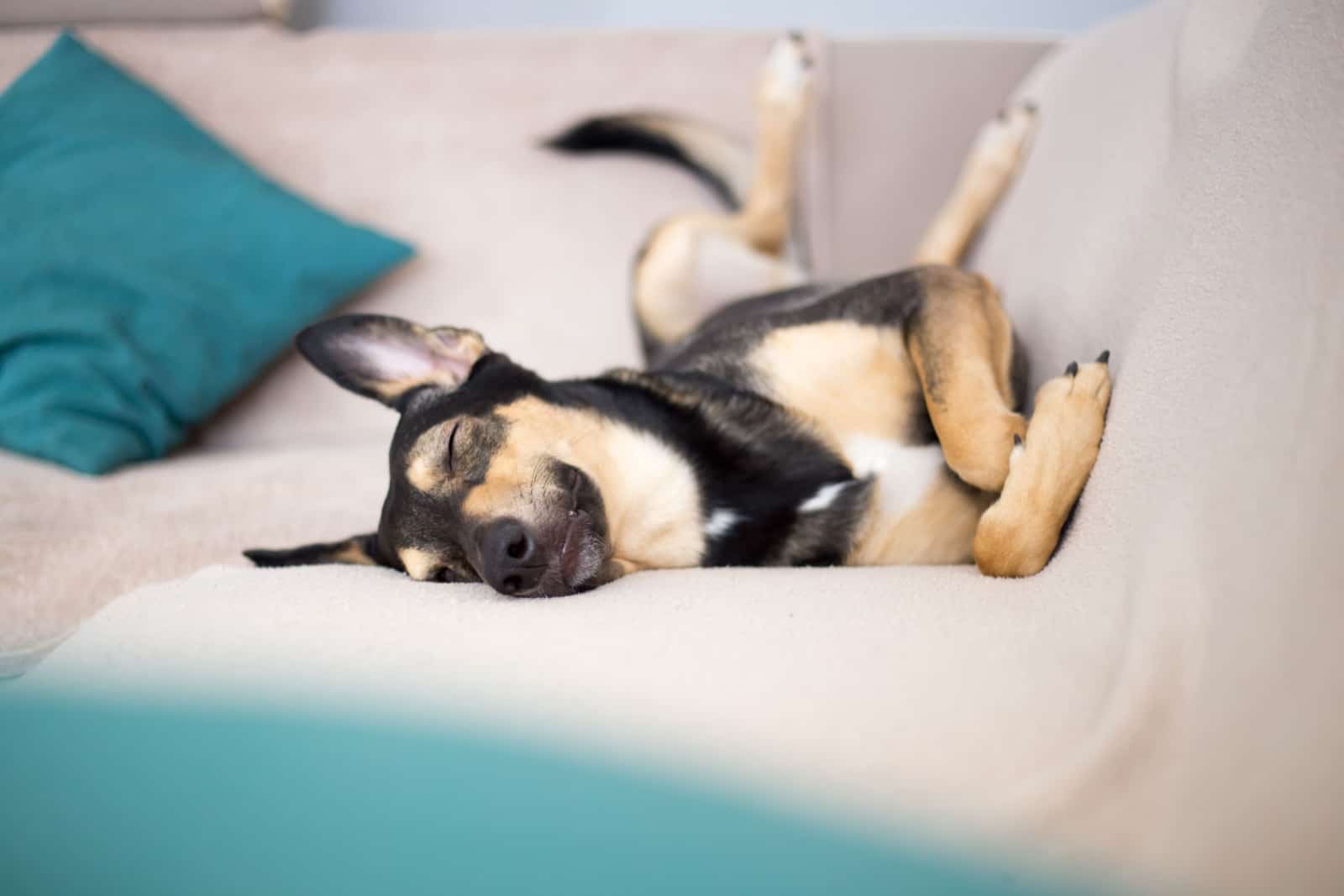 Pretty funny hound dog sleeping on a sofa