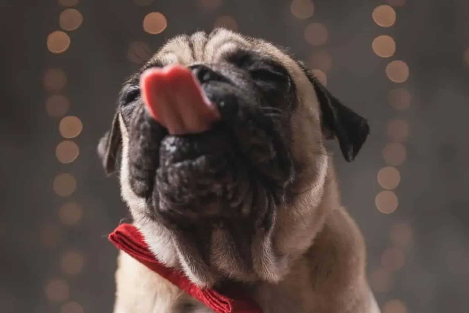 Pug with raised head licking the air