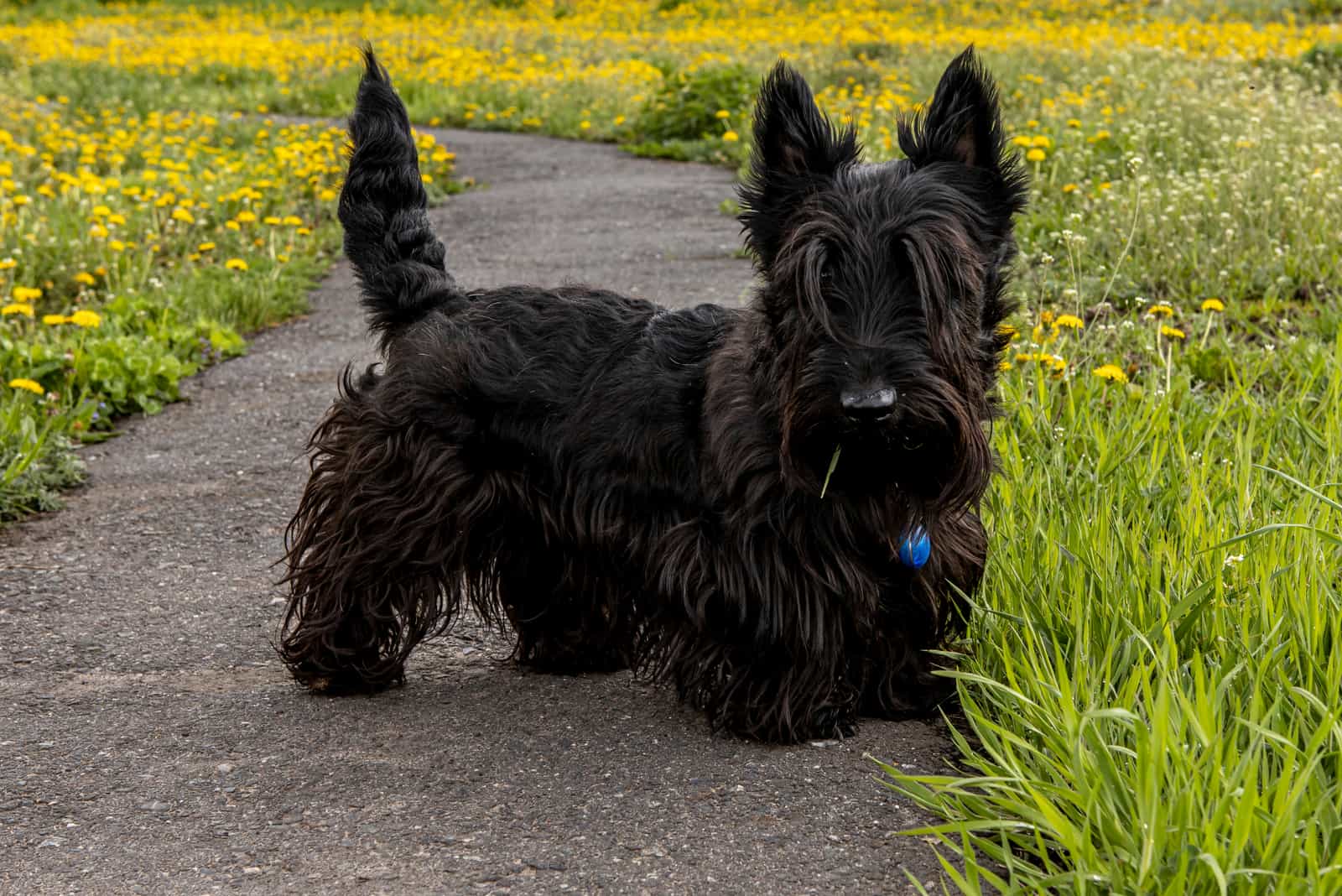 Puppy Scottish Terrier walks on a trail in the grass