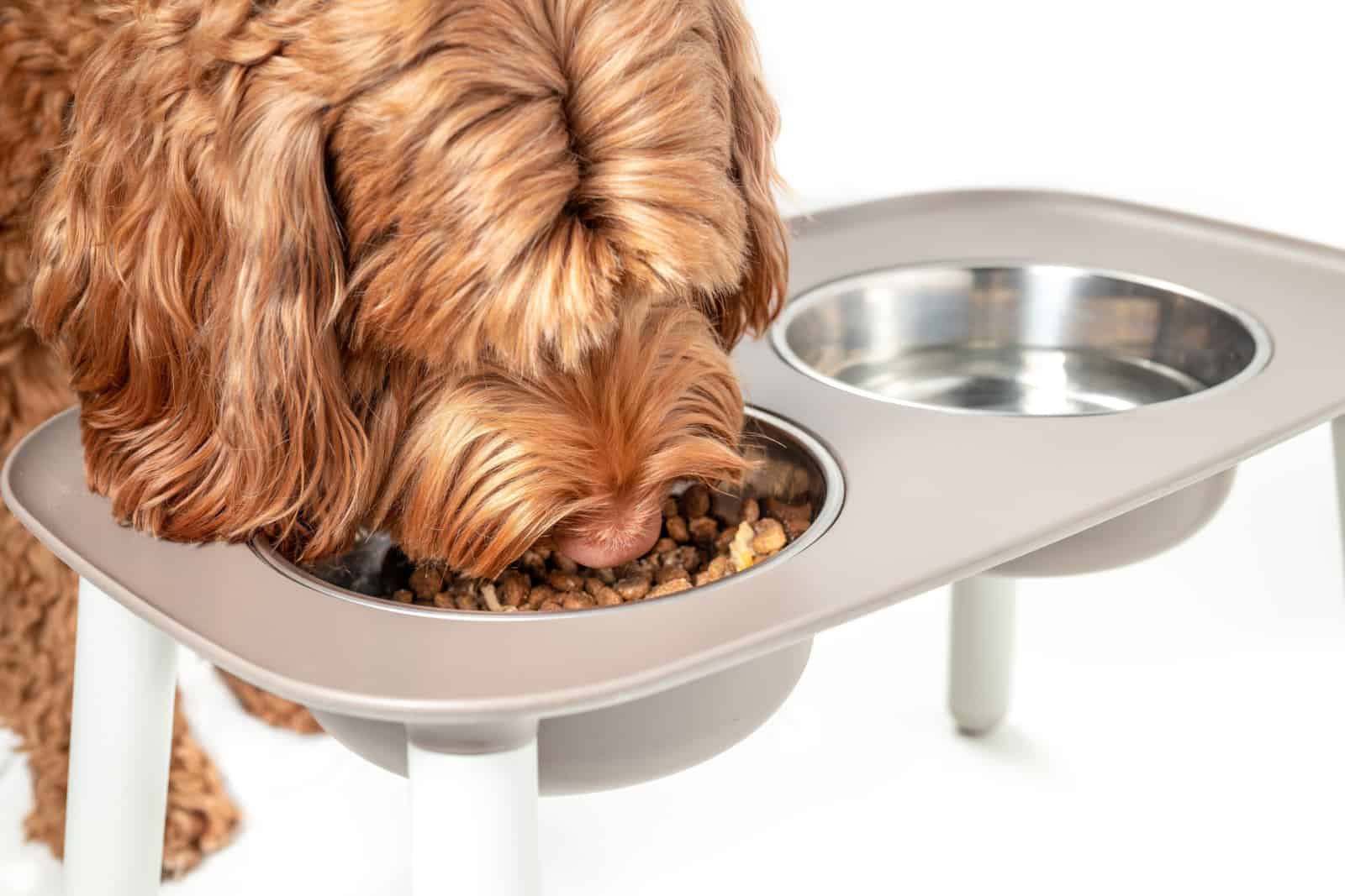 Red labradoodle dog eating from a feeding station