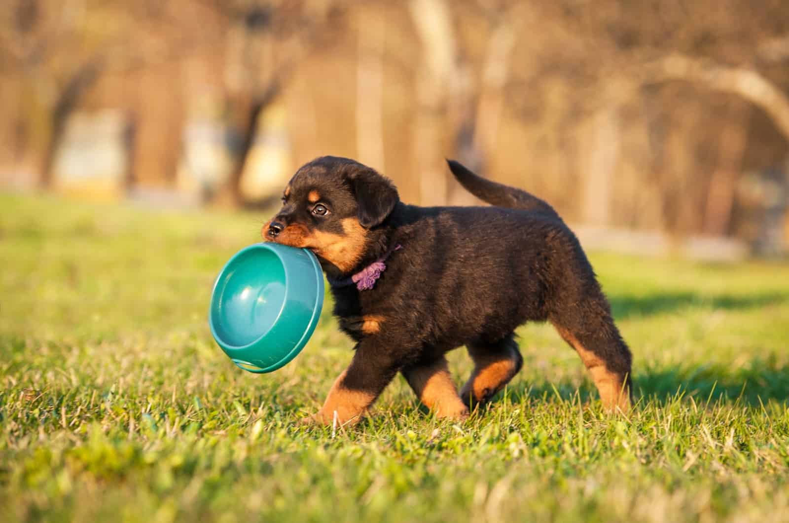 Rottweiler Puppy and bowl