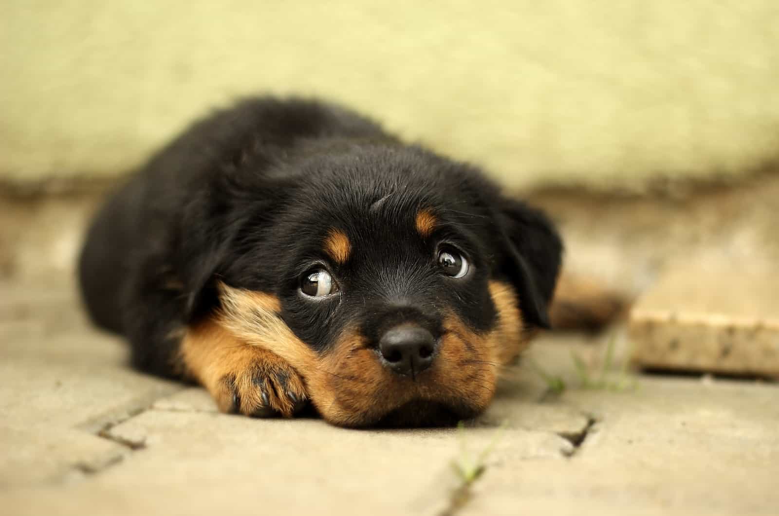 Rottweiler Puppy lying on ground