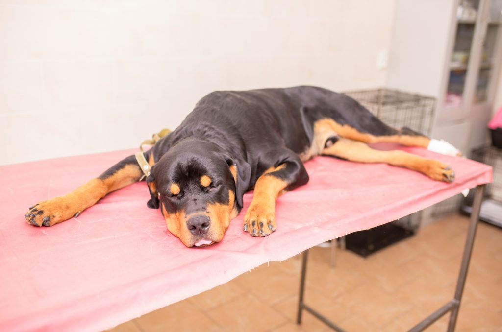 Hip Dysplasia In Rottweilers Is More Serious Than You Think