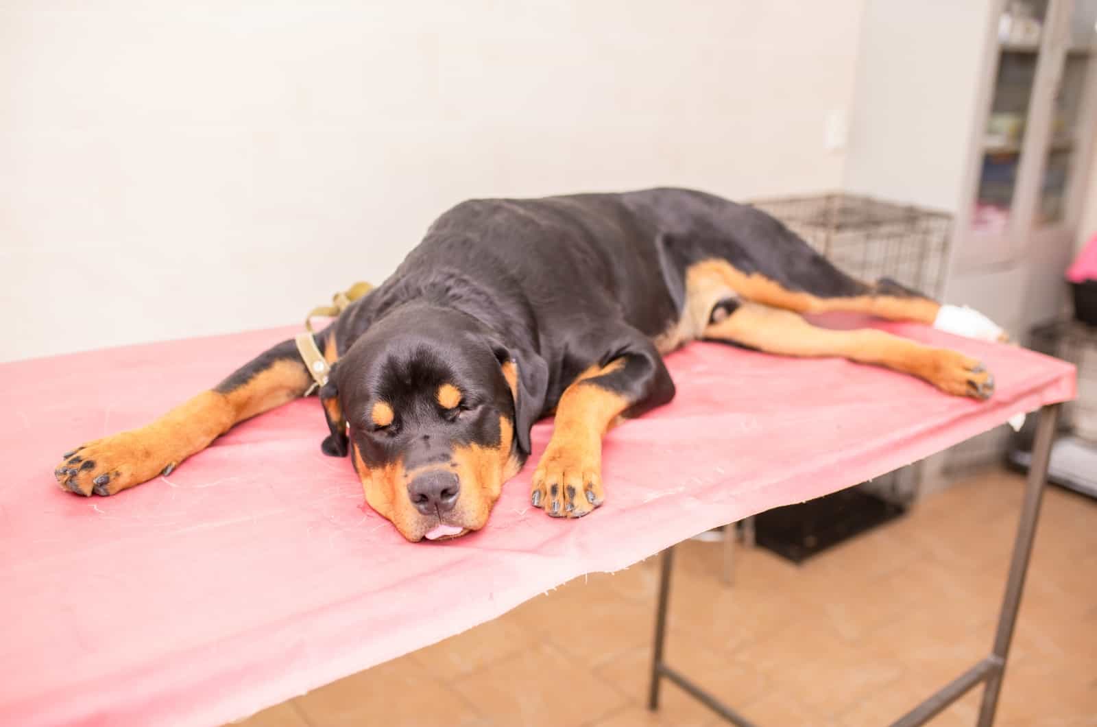 Rottweiler lying on table