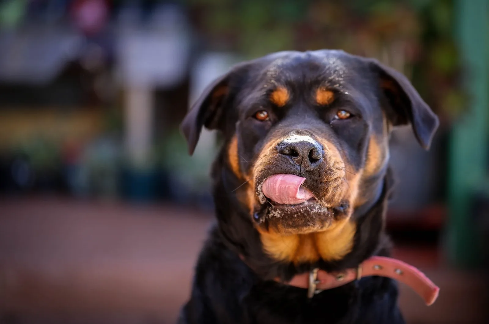 Rottweiler with collar looking at camera
