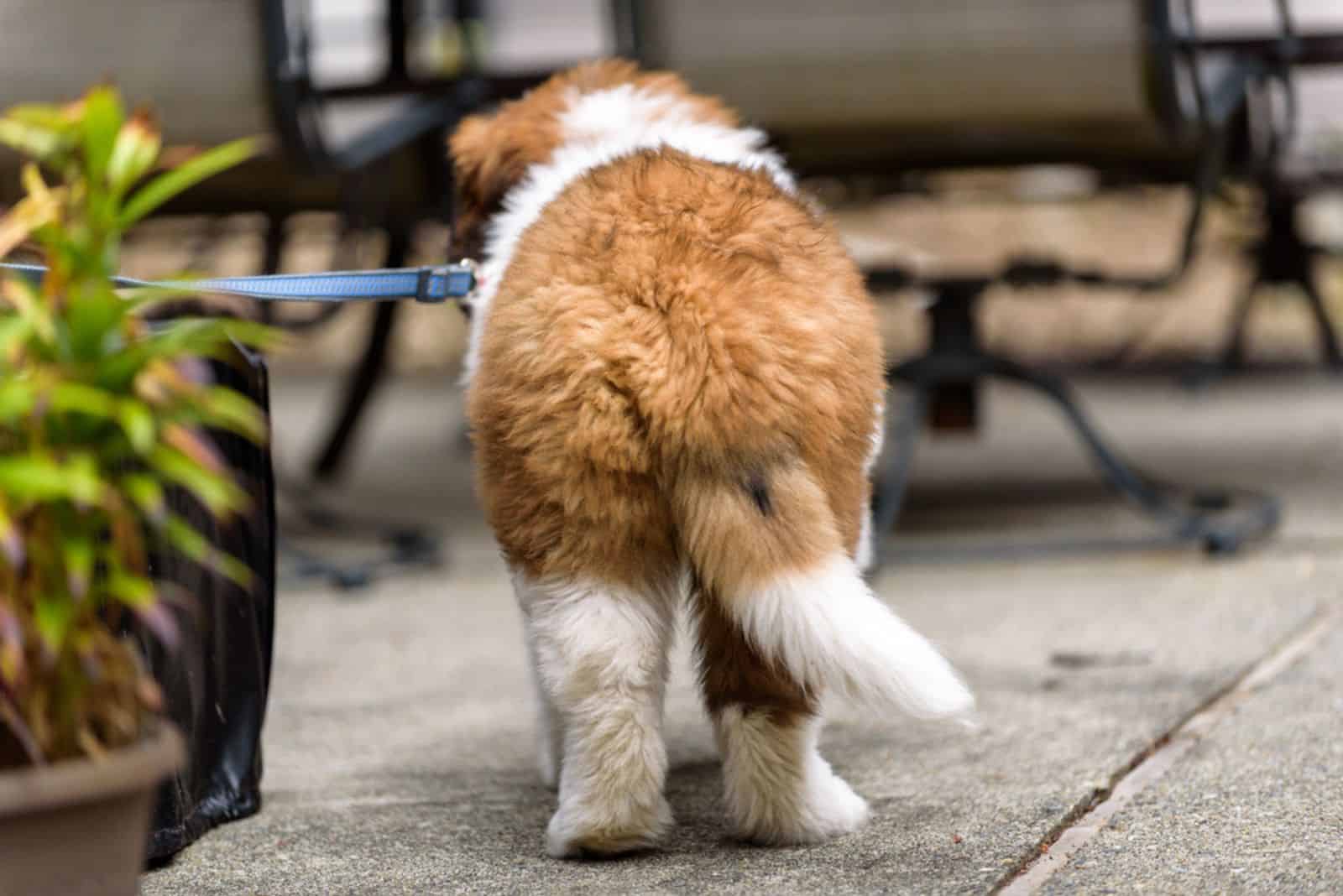 Saint Bernard puppy on a leash on a patio