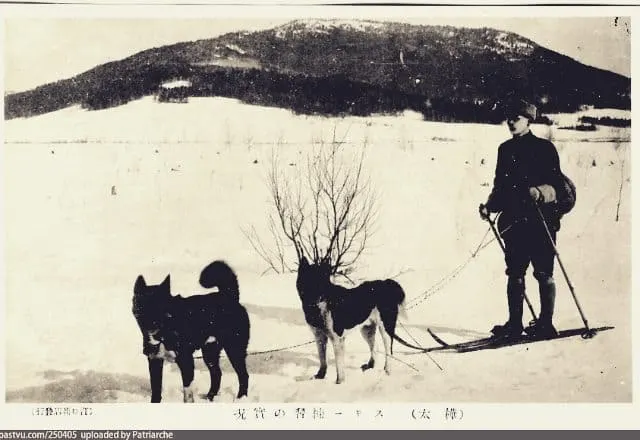 Sakhalin Husky dogs drive a man on skis