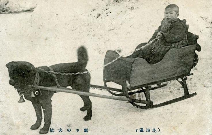 Sakhalin Husky rides a child's sled