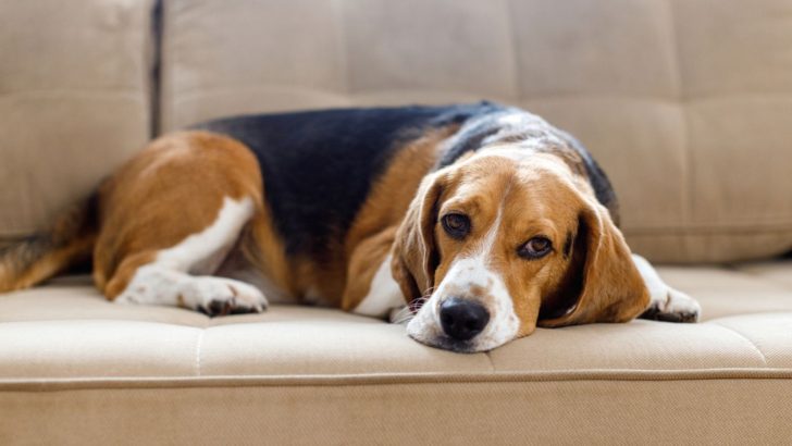 Separation Anxiety In Beagles: 7 Reasons And 5 Solutions