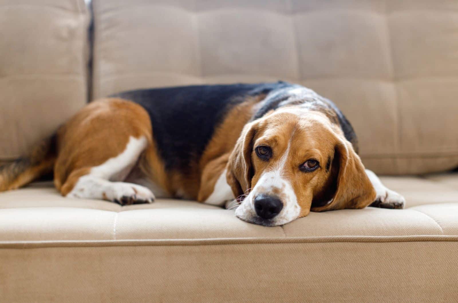 sad beagle lies on the couch
