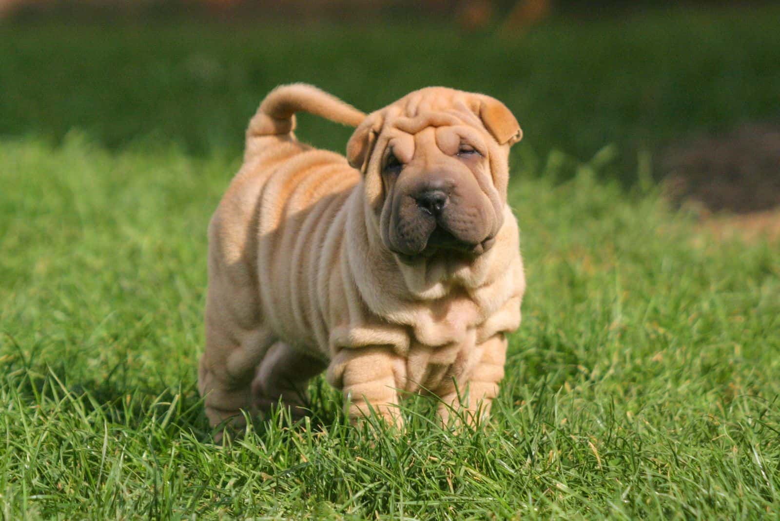 Shar Pei in the garden