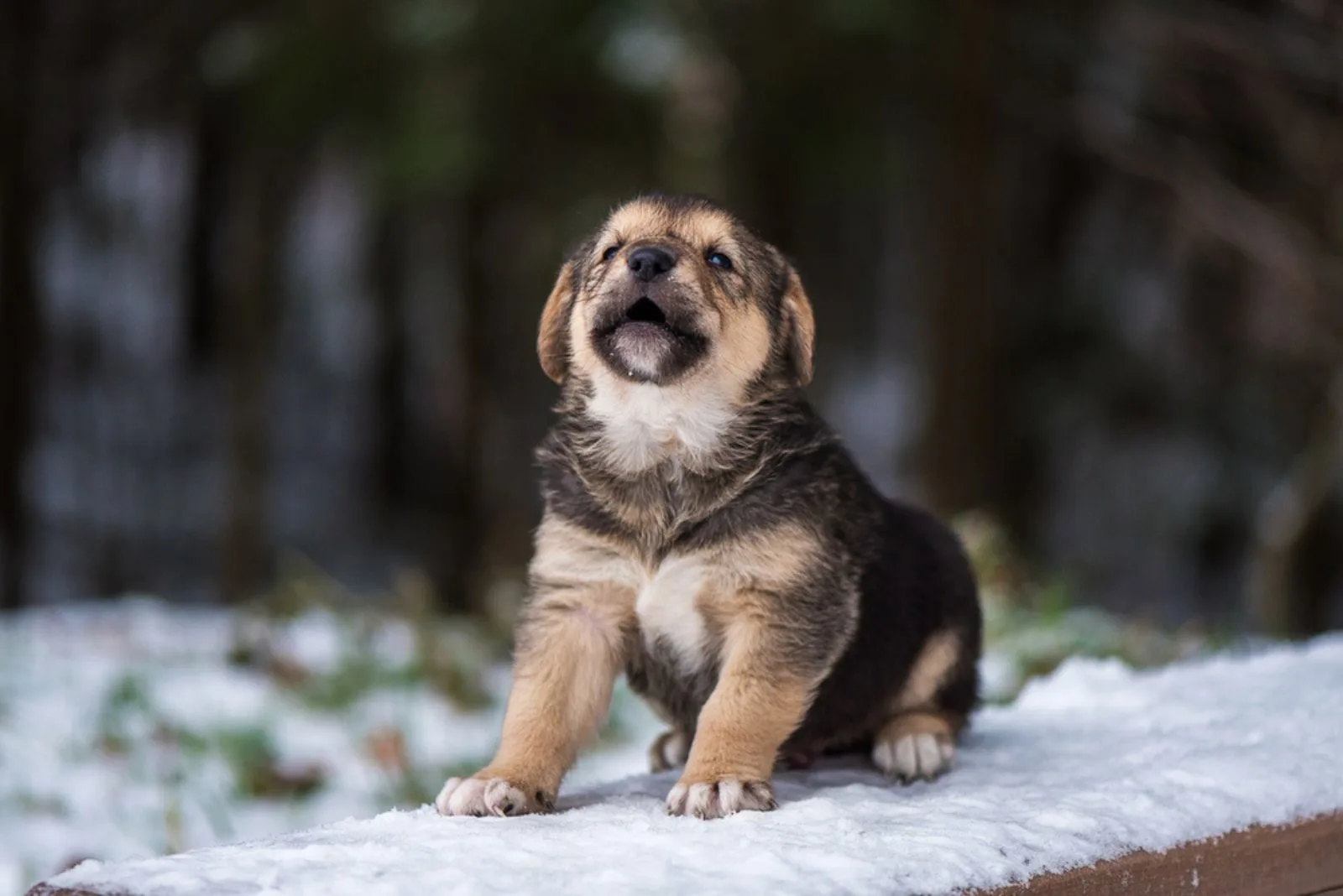 Shepherd puppy sitting on a snow bench