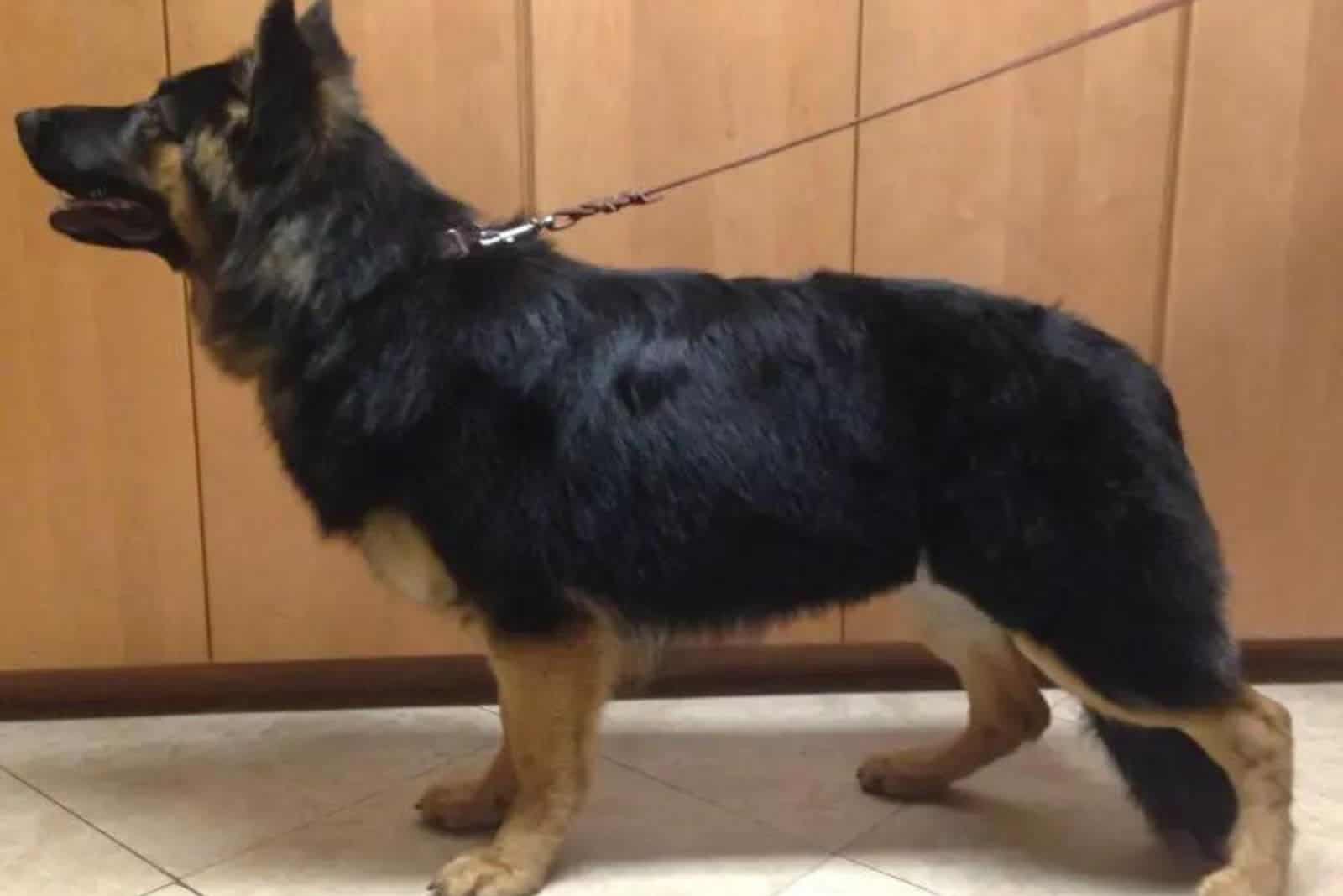 Short-Legged German Shepherd on a leash