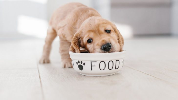 Should I Free Feed My Puppy Or Not?
