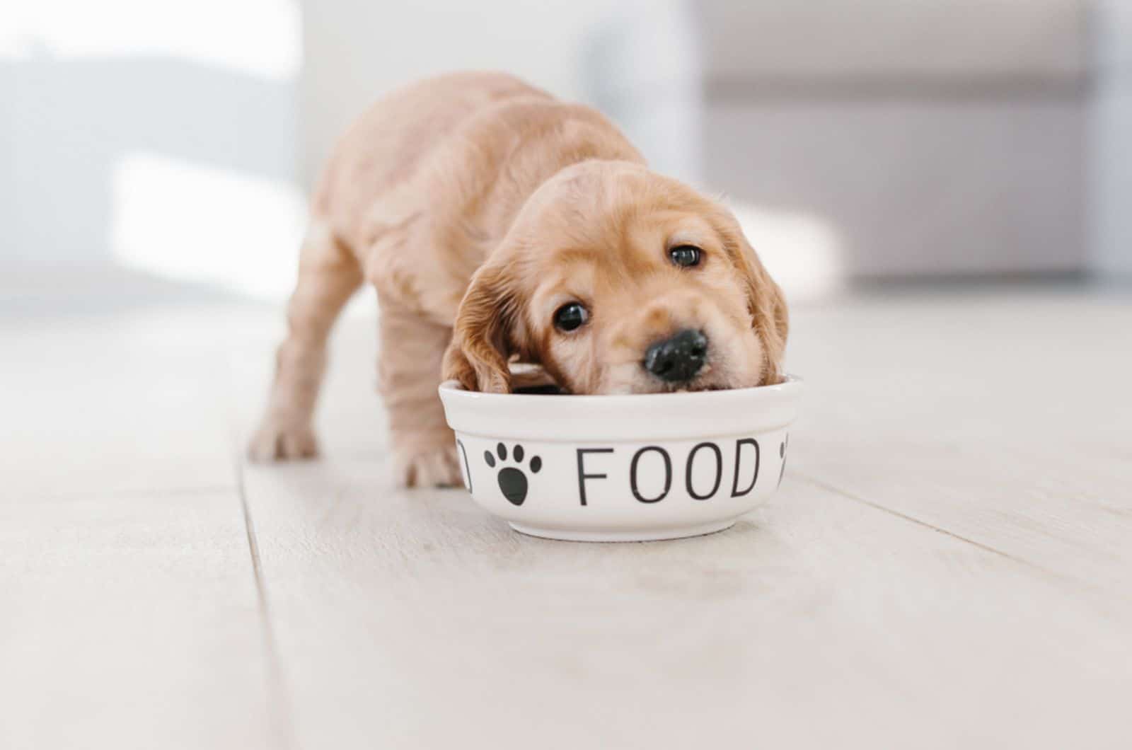 puppy eating from a bowl