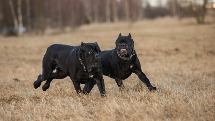 Should I Get Rid Of My Fear-Aggressive Dog? Read This First