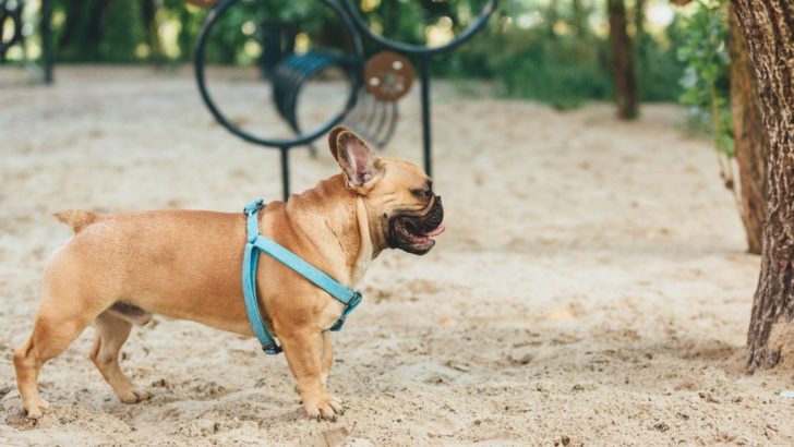 Should You Allow Frenchies Off Leash In Dog Parks: All Tips