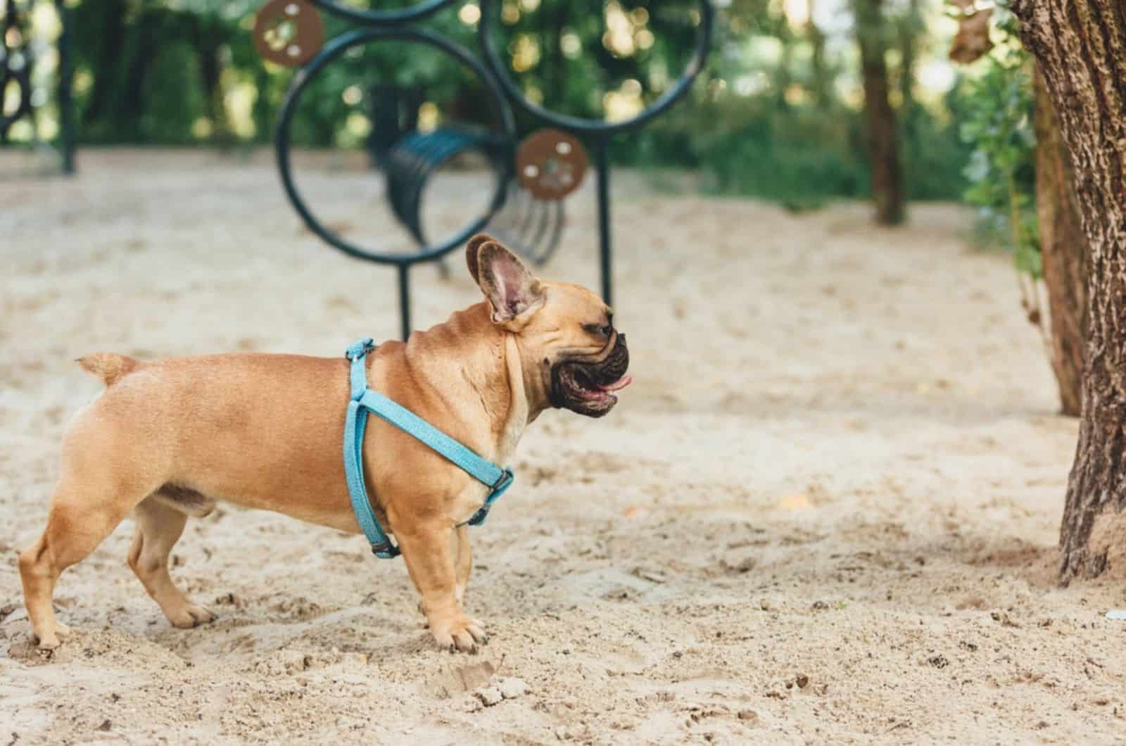 funny french puppy bulldog in dog park