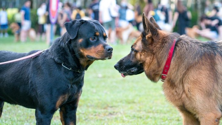 Should You Allow German Shepherds Off Leash In Dog Parks? Yes And No