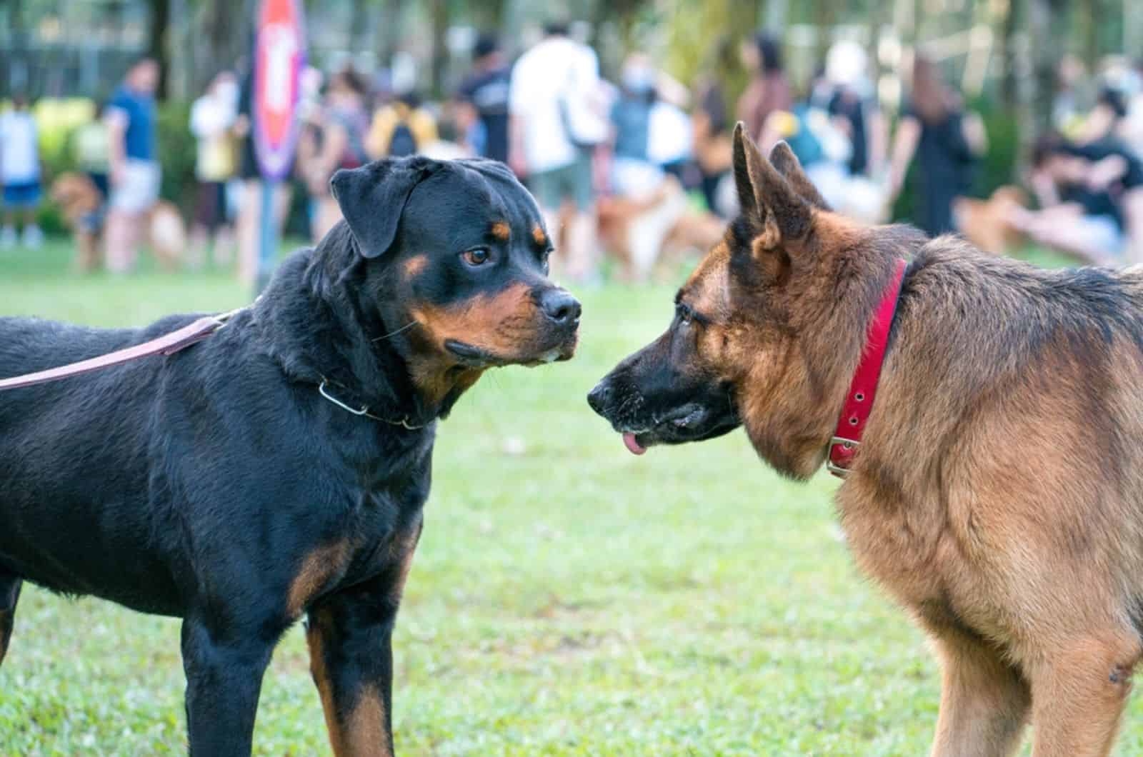 rottweiler and german shepherd dog facing each other in the park
