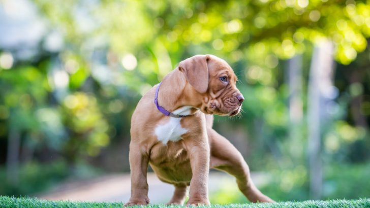 Should You Buy Pitbulls From Pet Shops? 12 Things To Consider