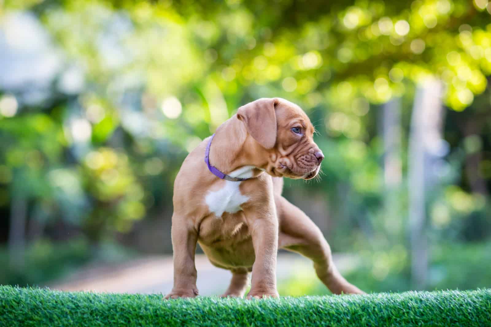 puppy Pitbull standing outside