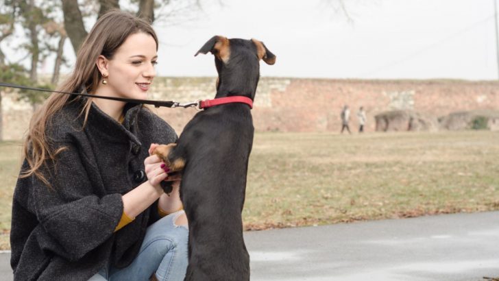 Should You Let Strangers Pet Your Dog? Making The Right Decision