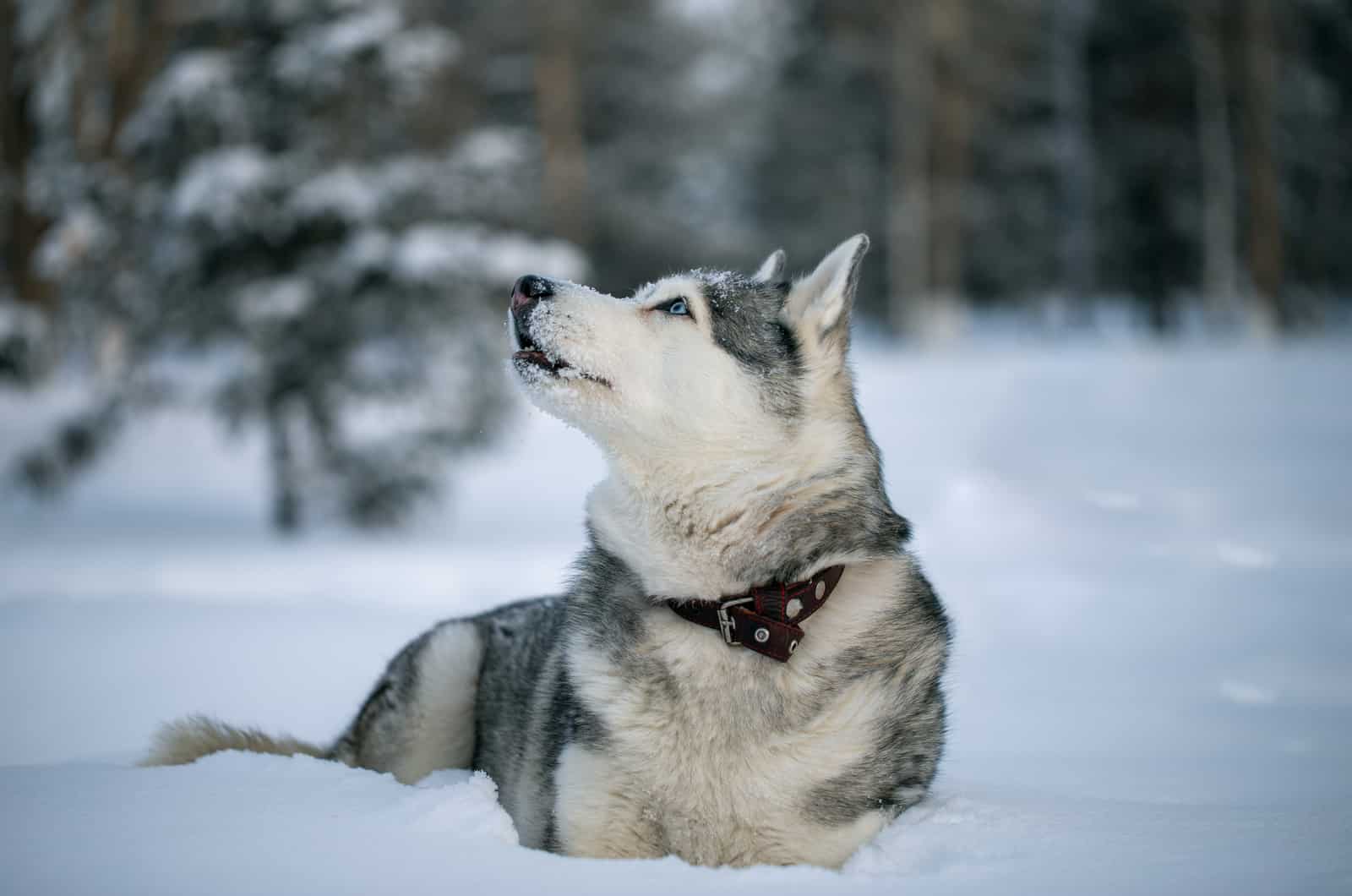 husky growling in snow