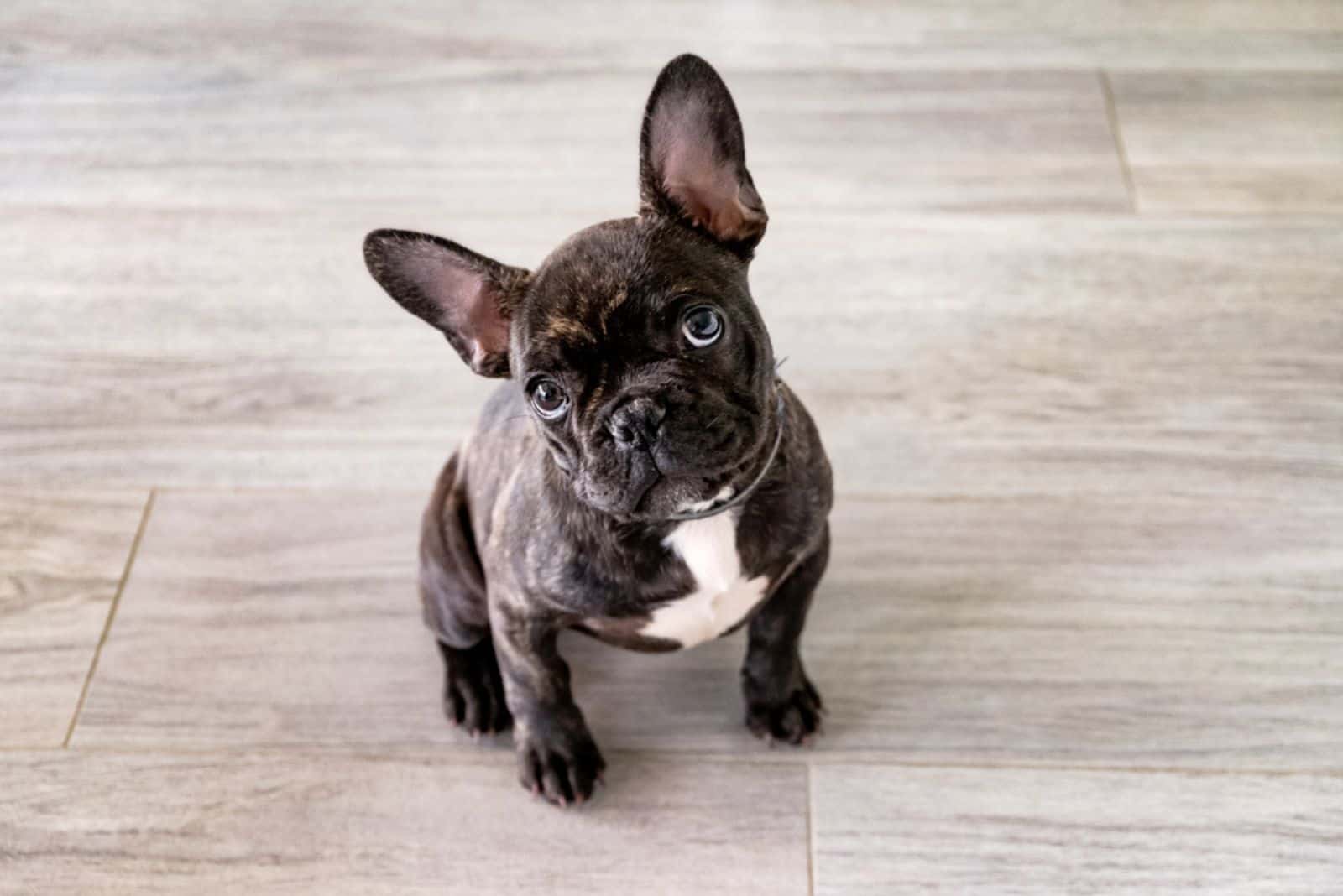 Small white and striped french bulldog puppy