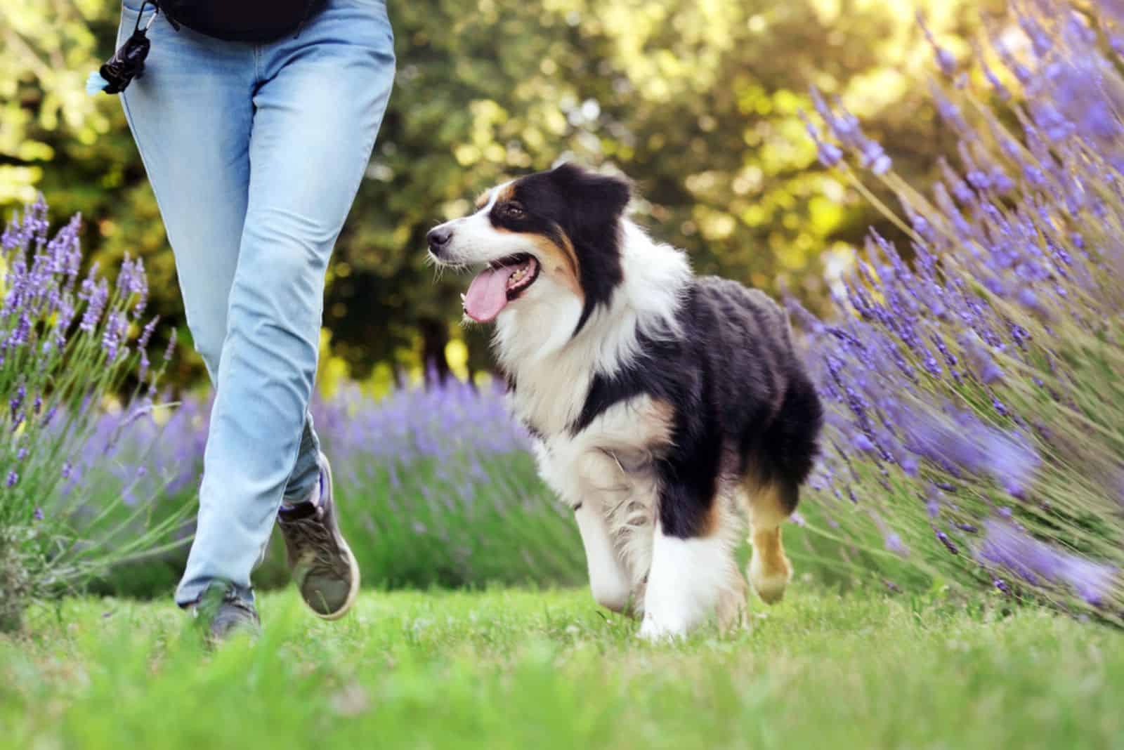 Sporty aussie dog running with owner at the lawn