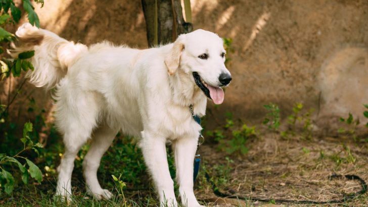 St. John’s Water Dog, The Ancestor Of Amphibious Canines