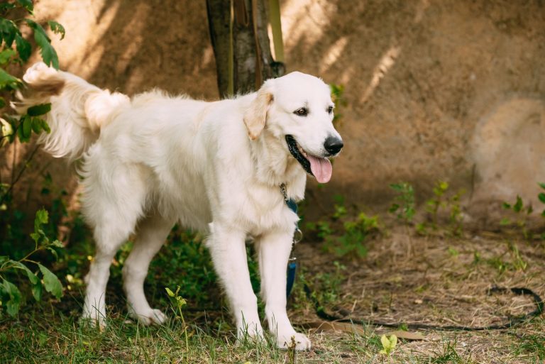 Labrador Retriever with tongue out