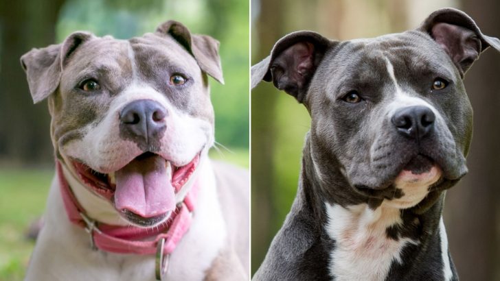 Staffordshire Bull Terrier Vs American Staffordshire Terrier
