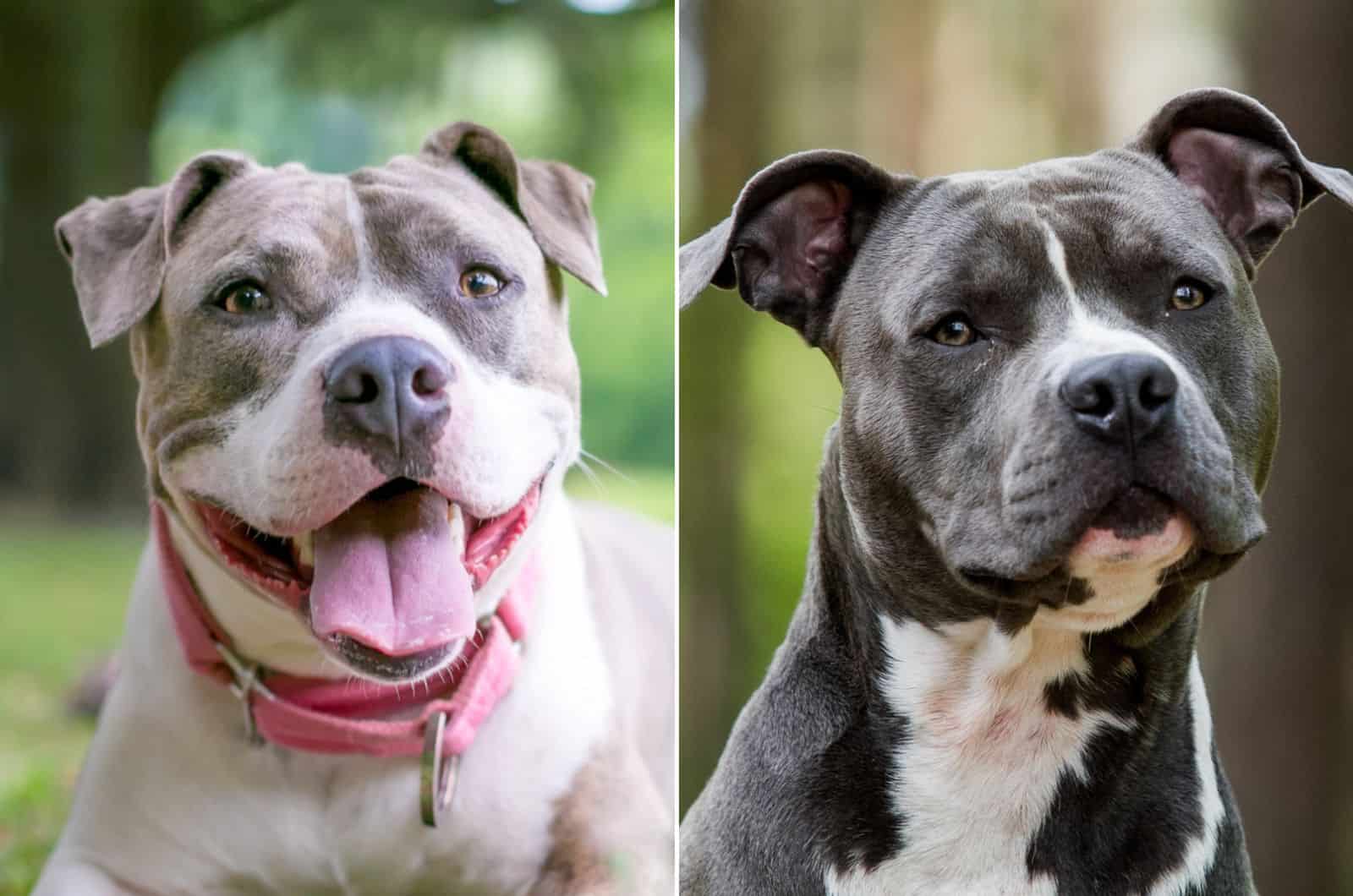 staffordshire bull terrier vs american staffordshire terrier