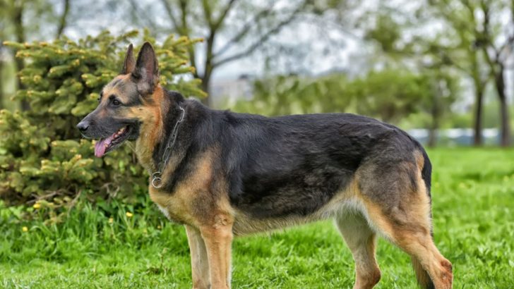 Straight Back German Shepherd: A Healthier GSD?