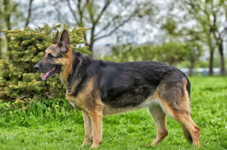 straight back german shepherd in the park