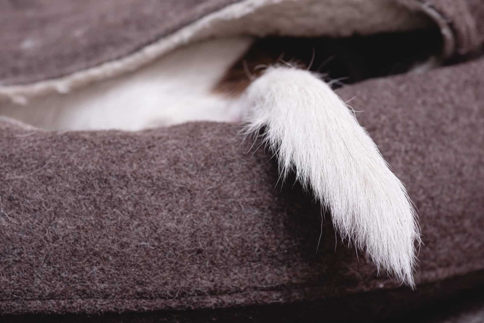 Stressed dog hiding inside pets bed during day time showing only its tail