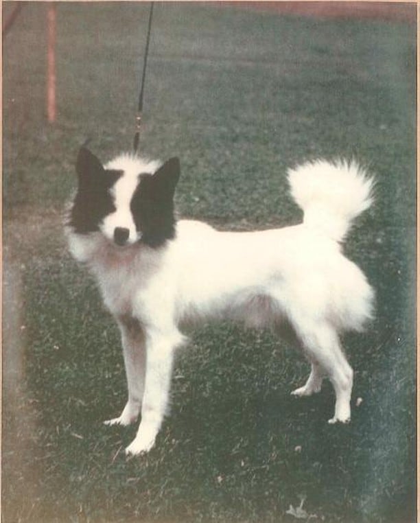 Tahltan Bear dog