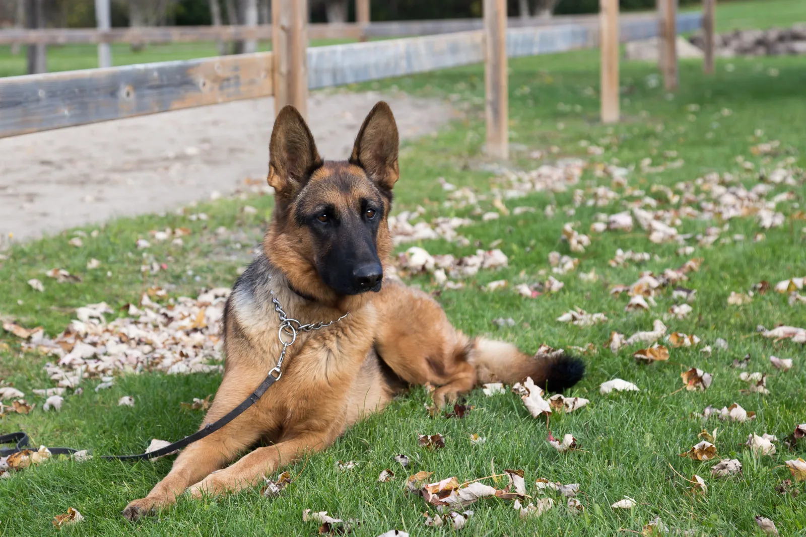 Tan and black German Shepherd dog lying down on leash outdoors in the fall with alert expression