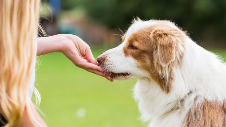 Teach Your Dog To Take Treats Nicely – A Simple Solution