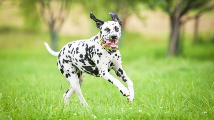 The 10 Fastest Dog Breeds On The Planet, With An Odd One Out
