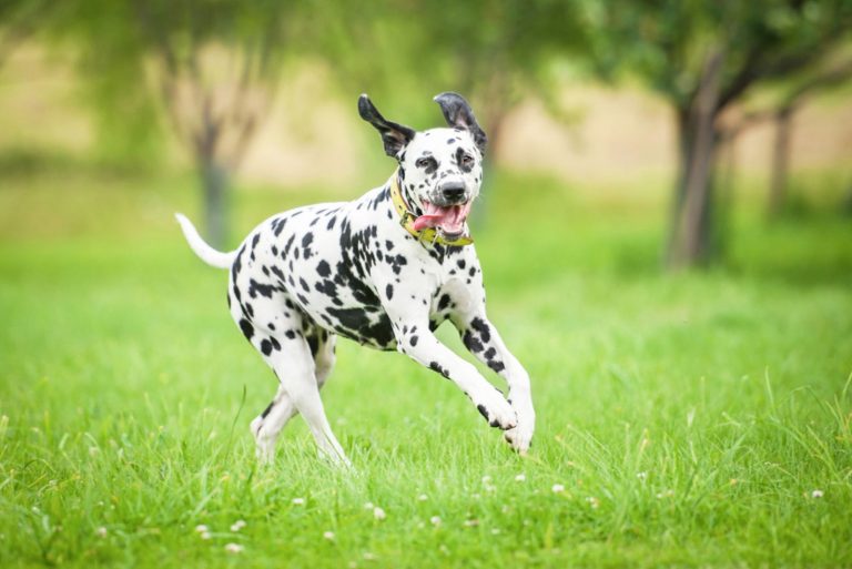Dalmatian dog running