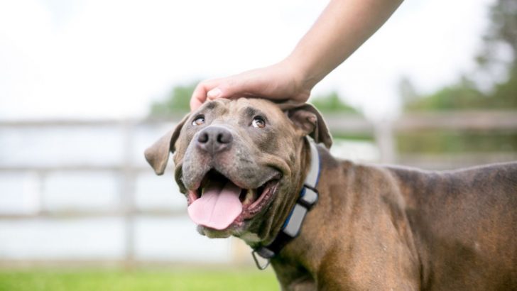 The 6 Possible Ways Of Earning A Dog’s Respect