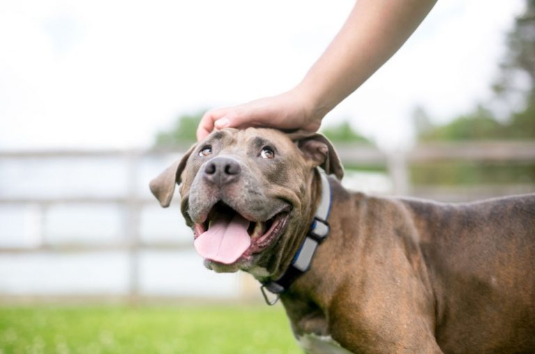 dog looking at his owner